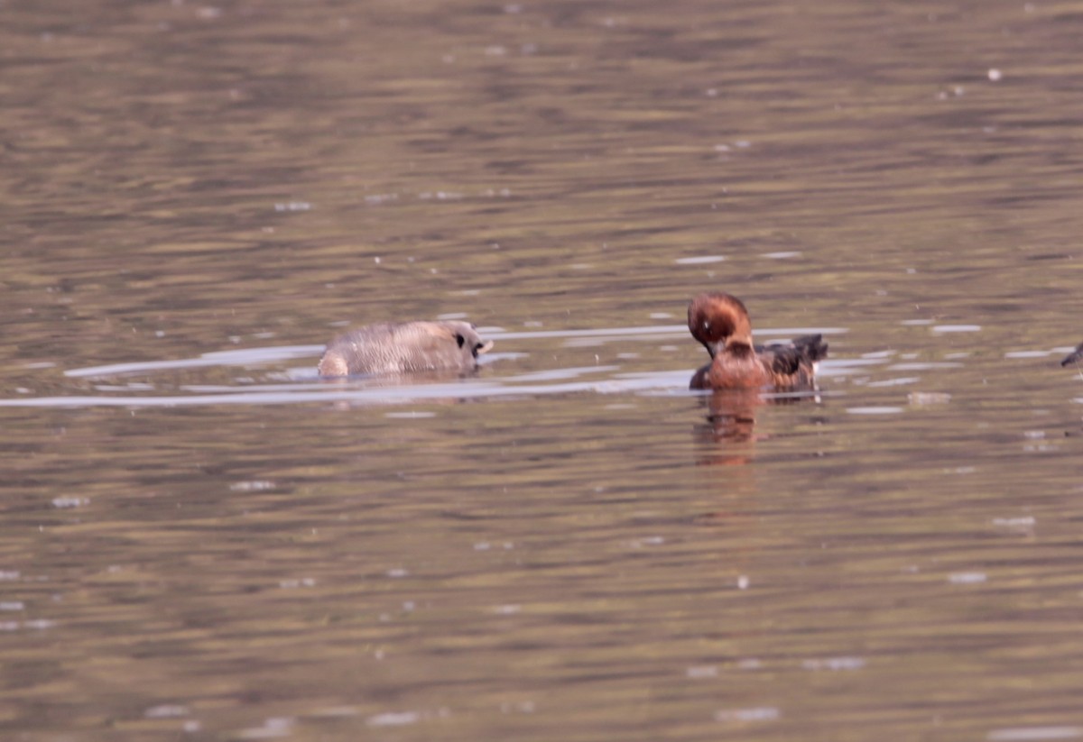 Белоглазый нырок - ML647623029