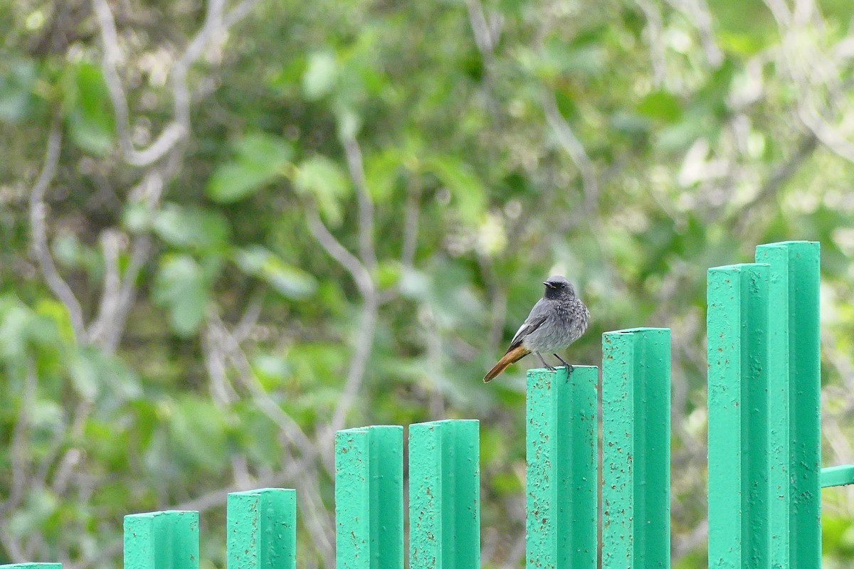 Черная горихвостка - ML647623030