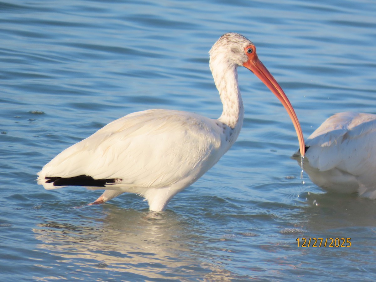 Белый ибис - ML647623031