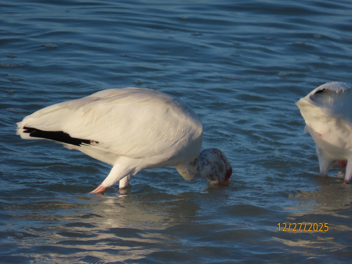 Белый ибис - ML647623032