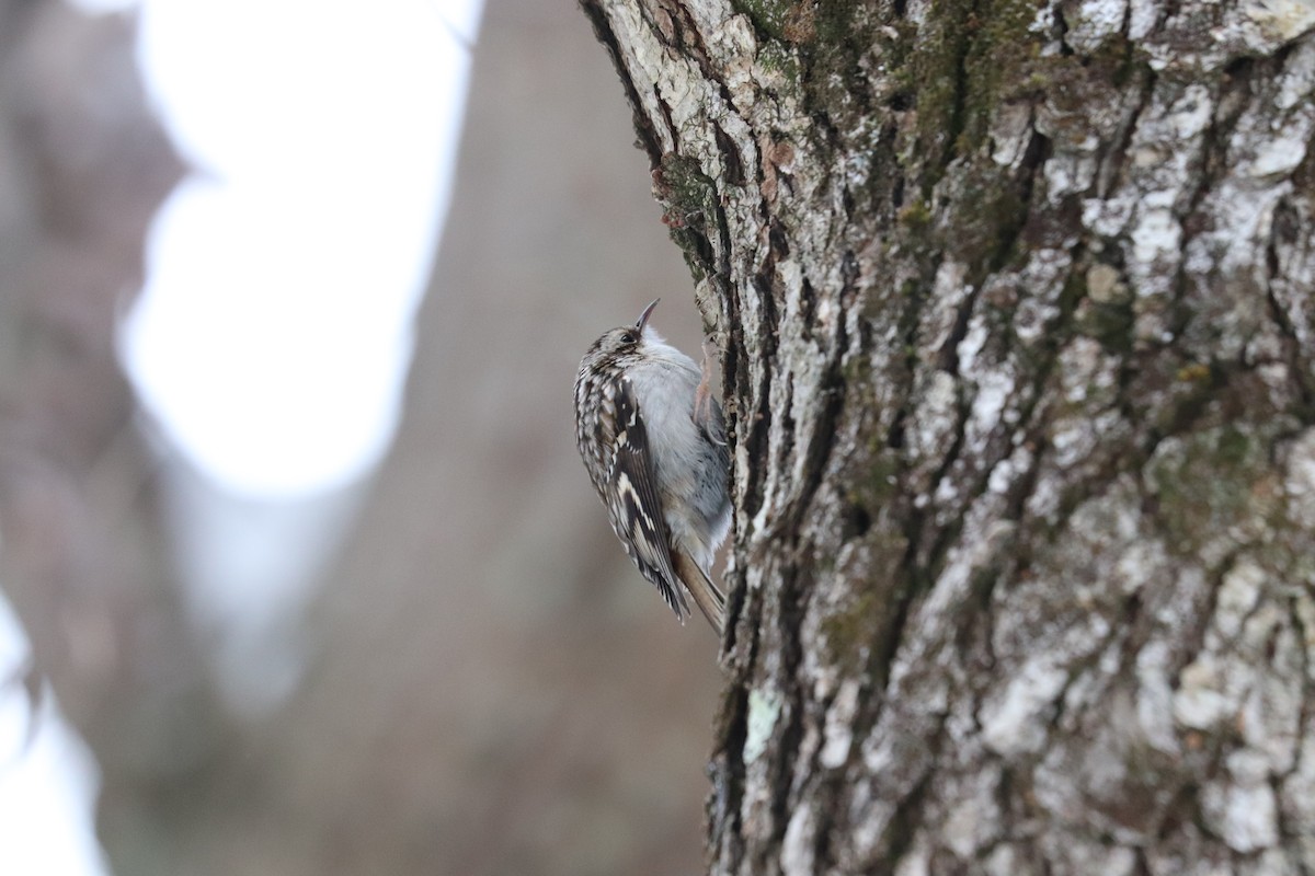 Американская пищуха - ML647623033