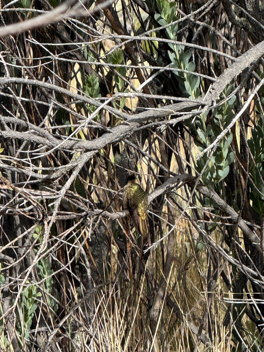 Фиолетовобородая горная нимфа - ML647623034