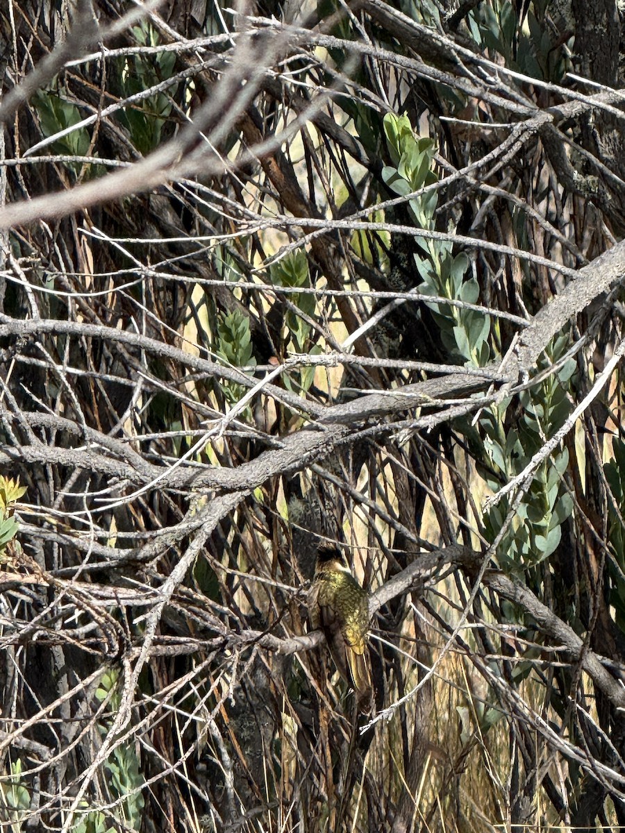 Фиолетовобородая горная нимфа - ML647623035