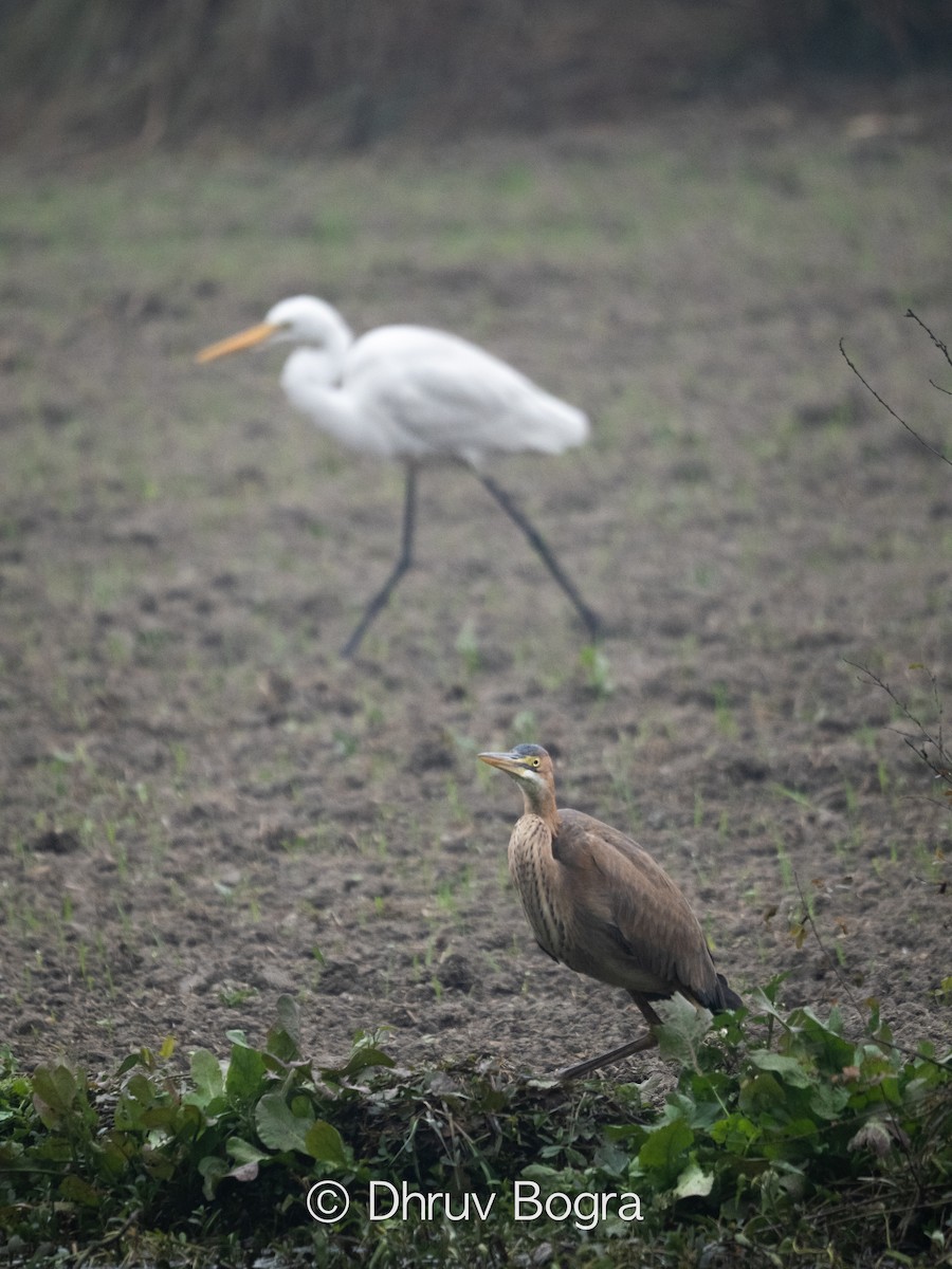 Индийская прудовая цапля - ML647623044