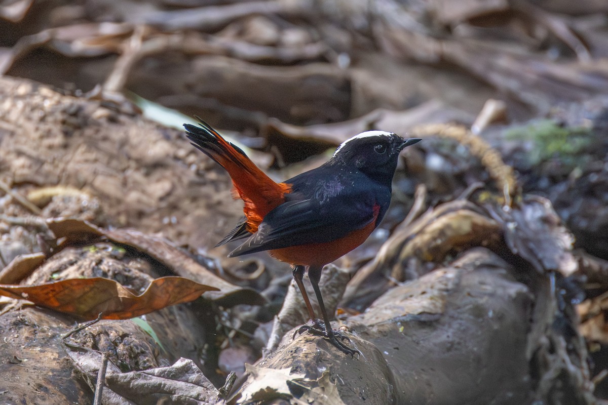 Водяная горихвостка - ML647623045