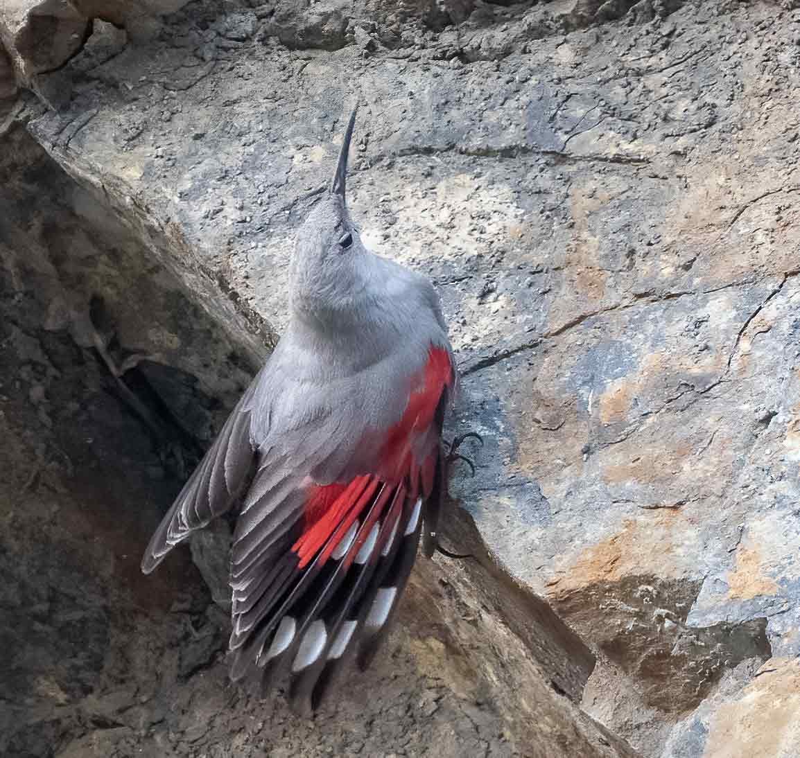 Стенолаз - ML647623046