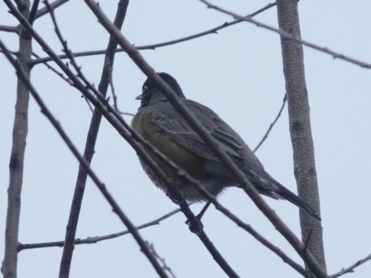 Странствующий дрозд - ML647623047