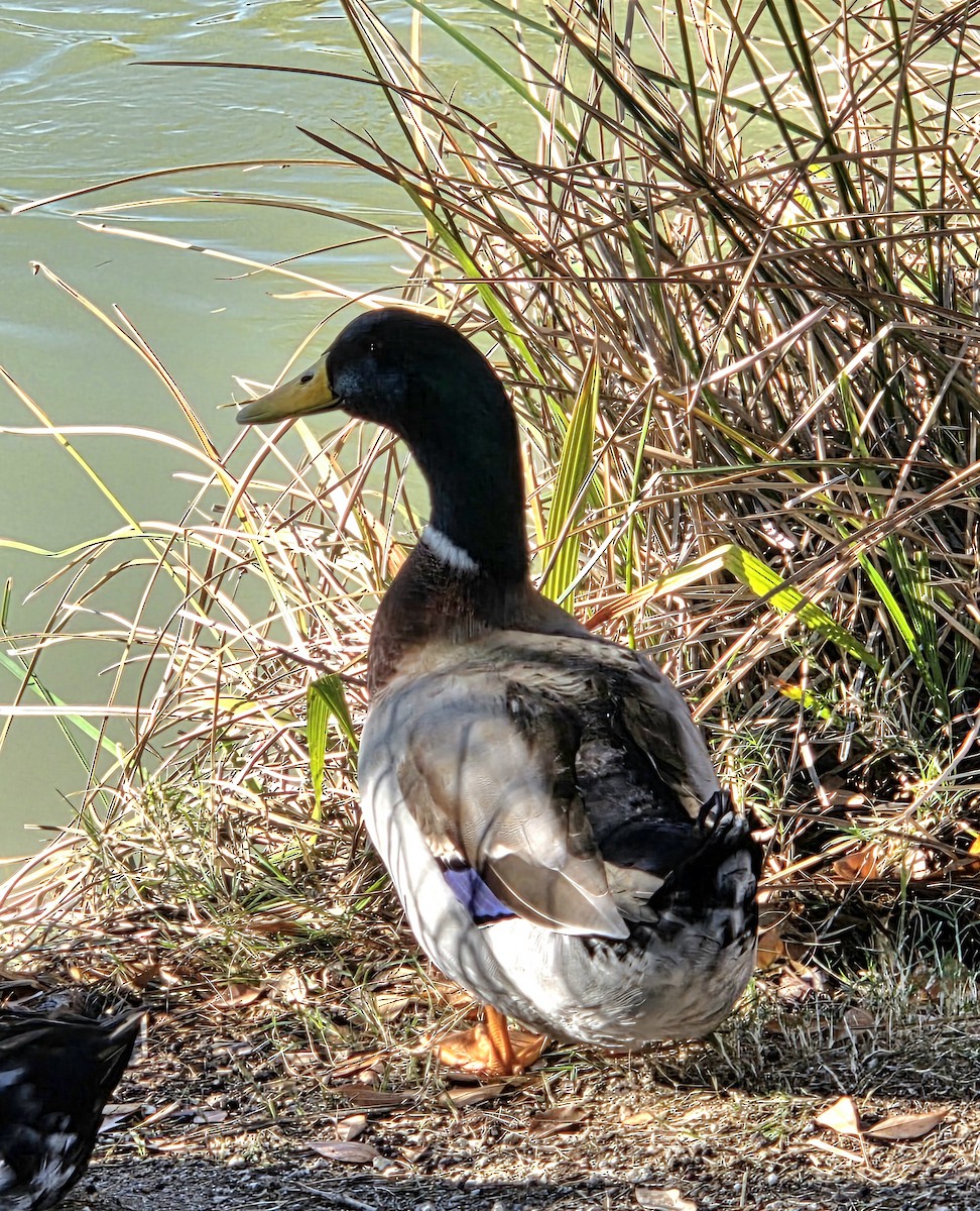 Кряква - ML647623048