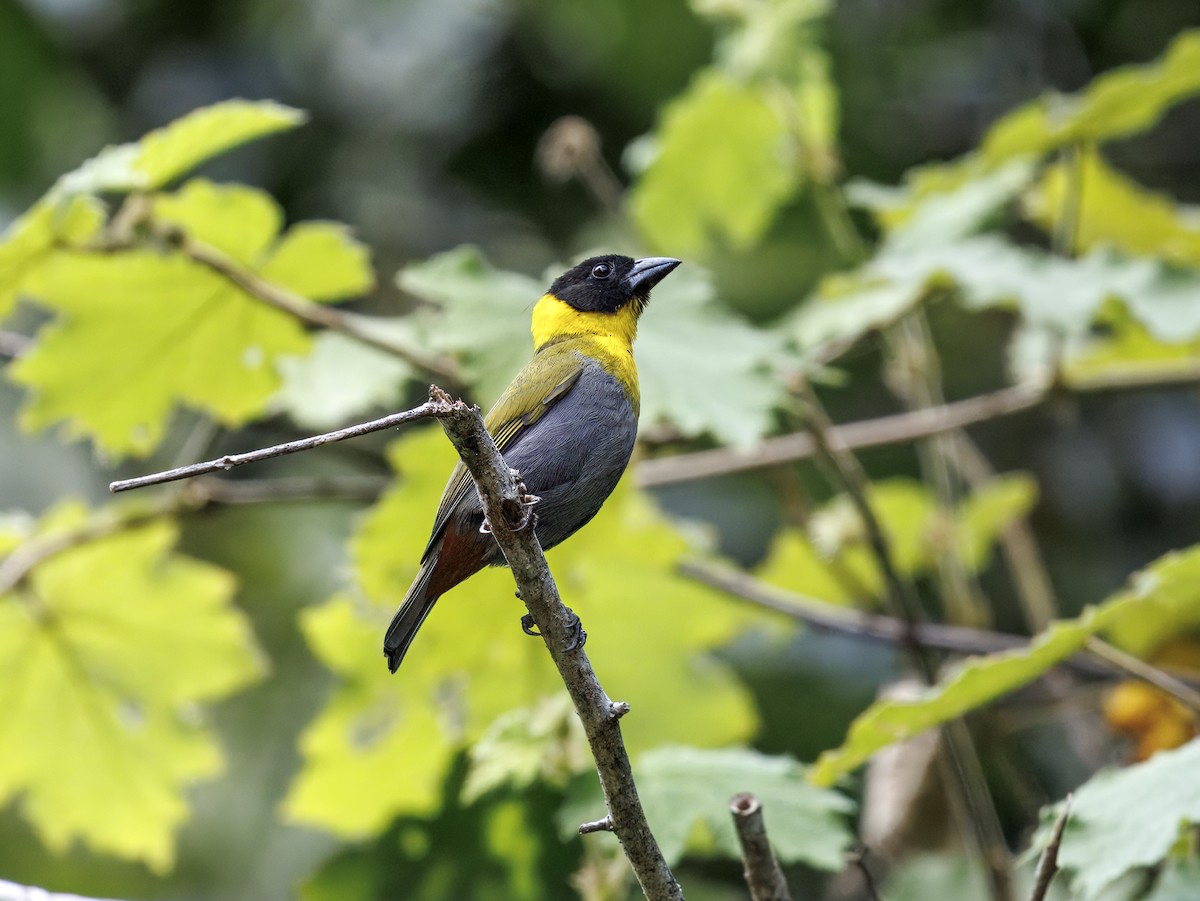 Серобрюхий ткач - ML647623050