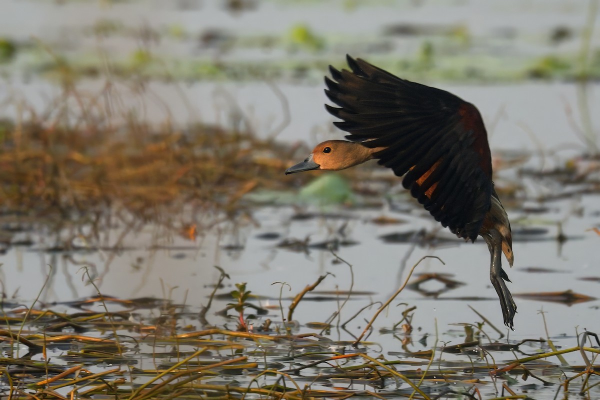 Малая древесная утка - ML647623051