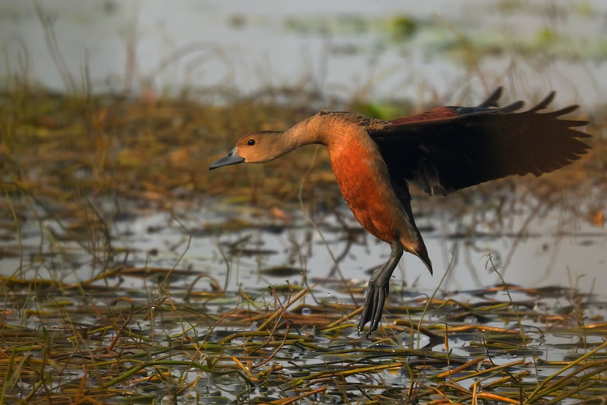 Малая древесная утка - ML647623052