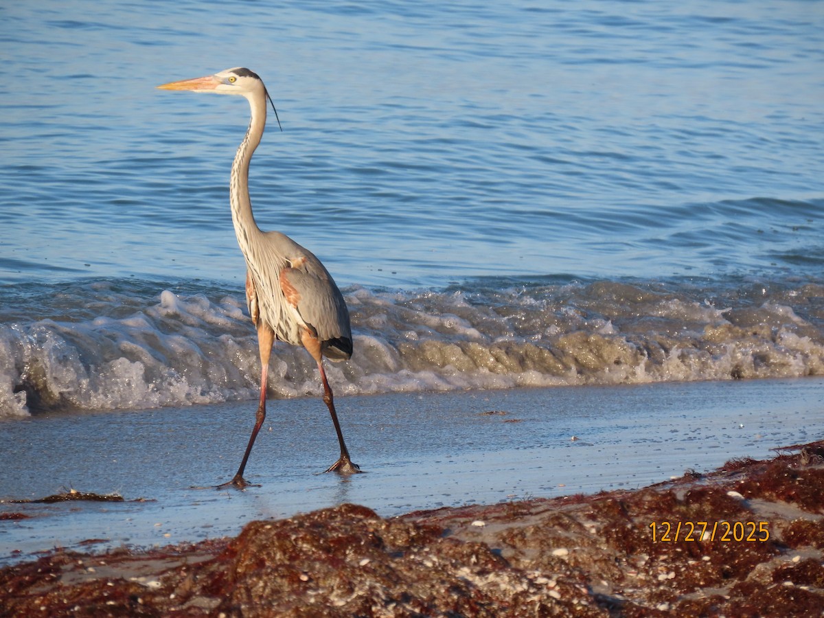 Большая голубая цапля - ML647623053