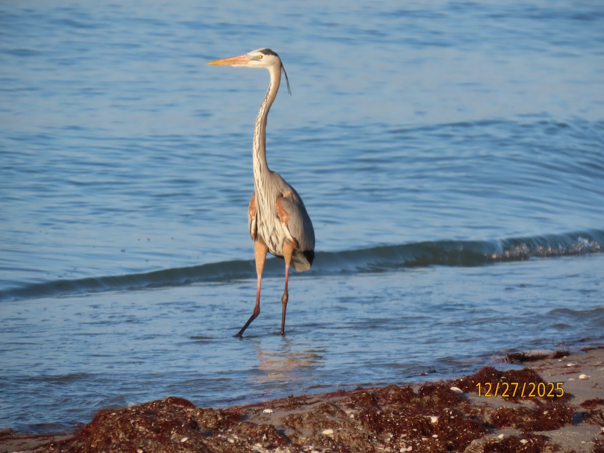 Большая голубая цапля - ML647623054