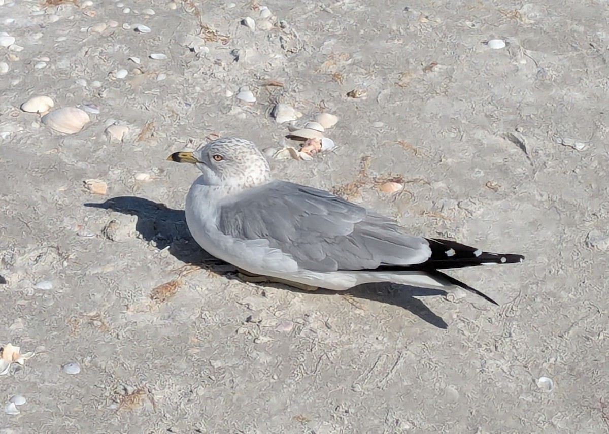 Делавэрская чайка - ML647623056