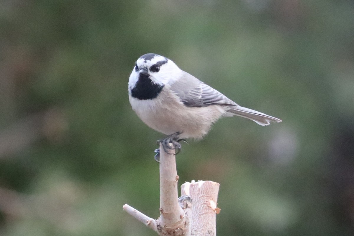 Горная гаичка - ML647623058