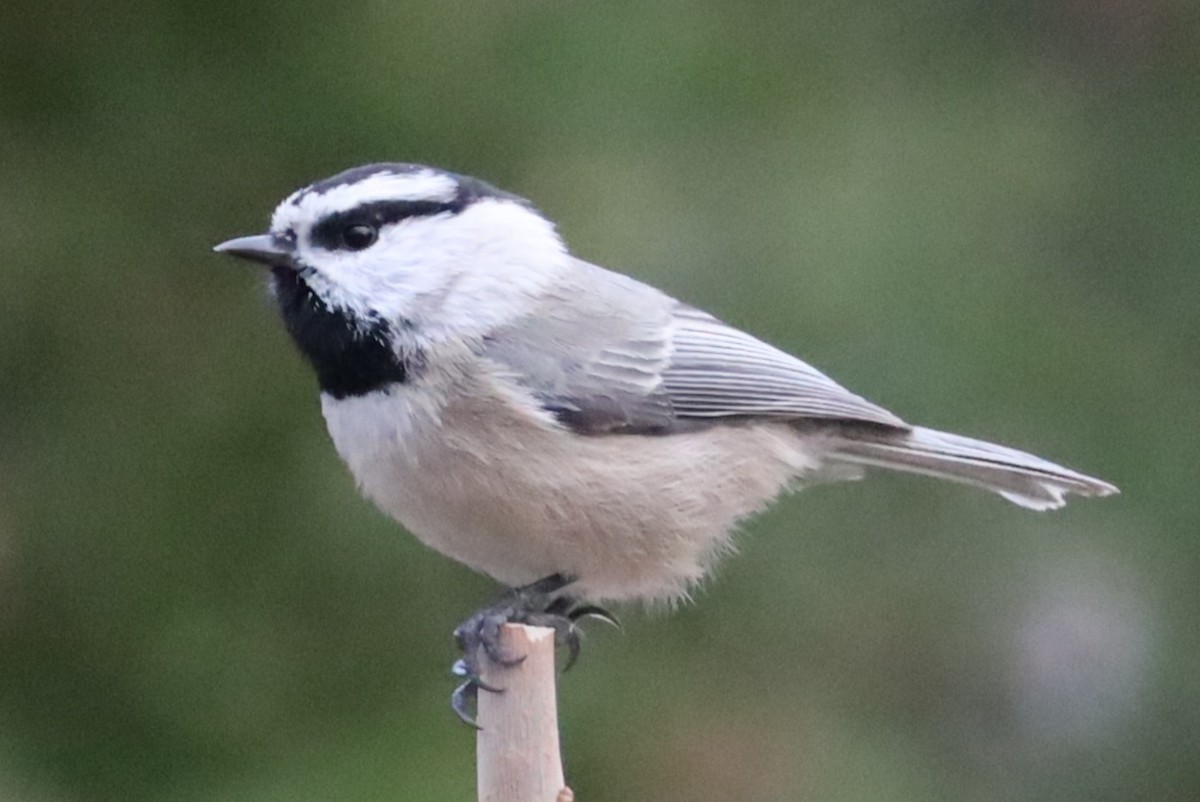 Горная гаичка - ML647623059