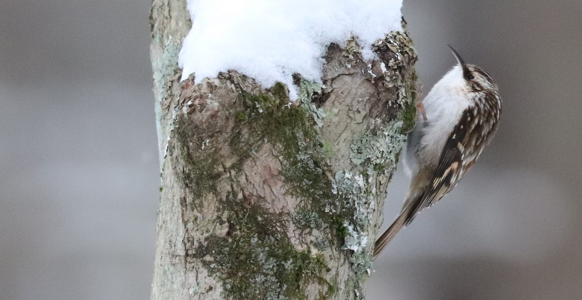 Американская пищуха - ML647623061