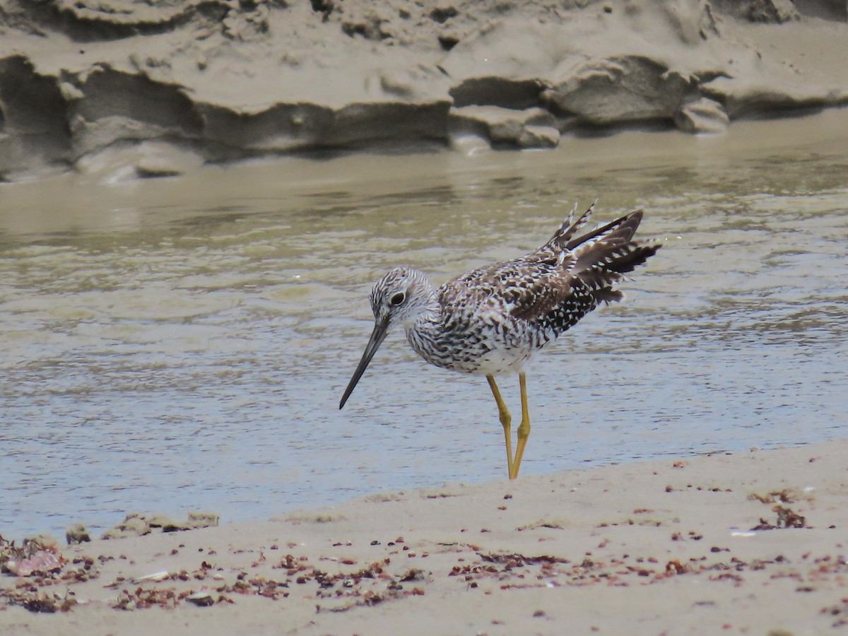 Пёстрый улит - ML647623062