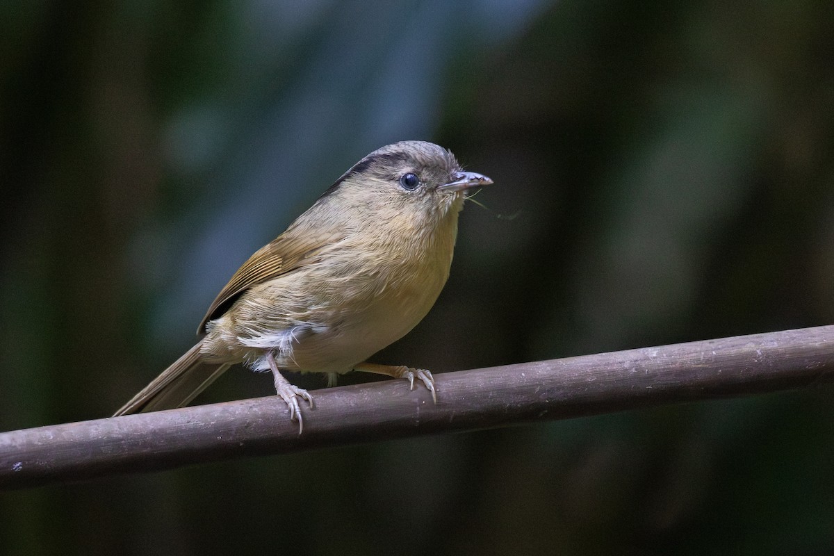 Серошапочная альциппа - ML647623065