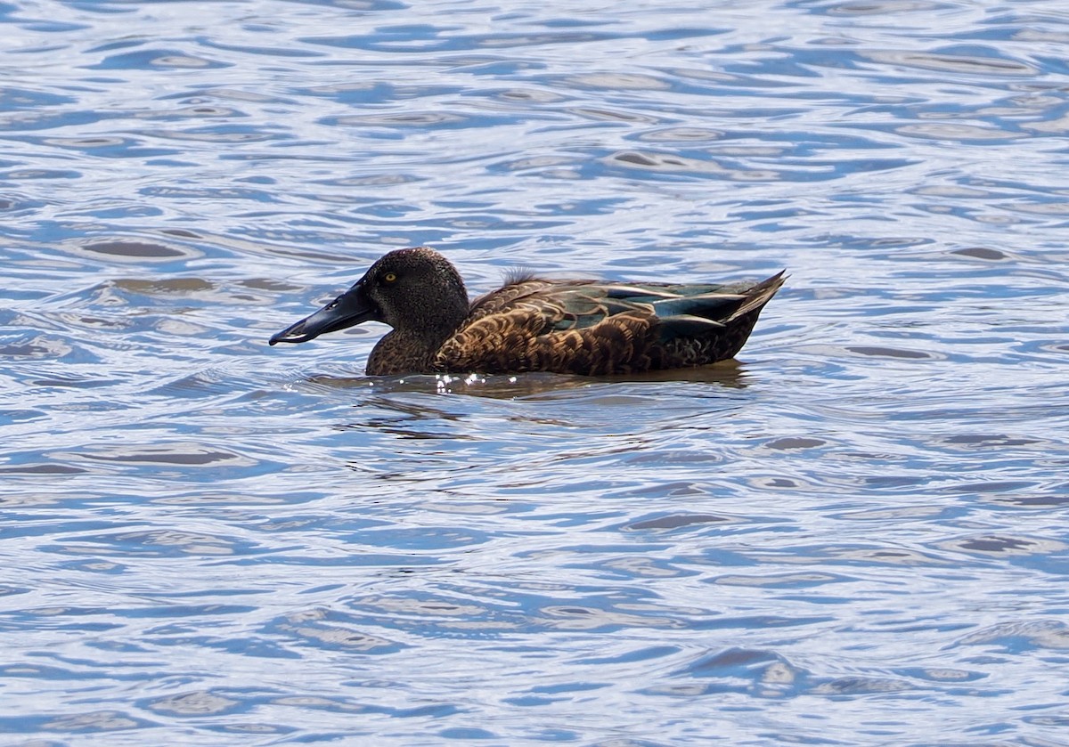 Ahate mokozabal australiarra - ML647623083