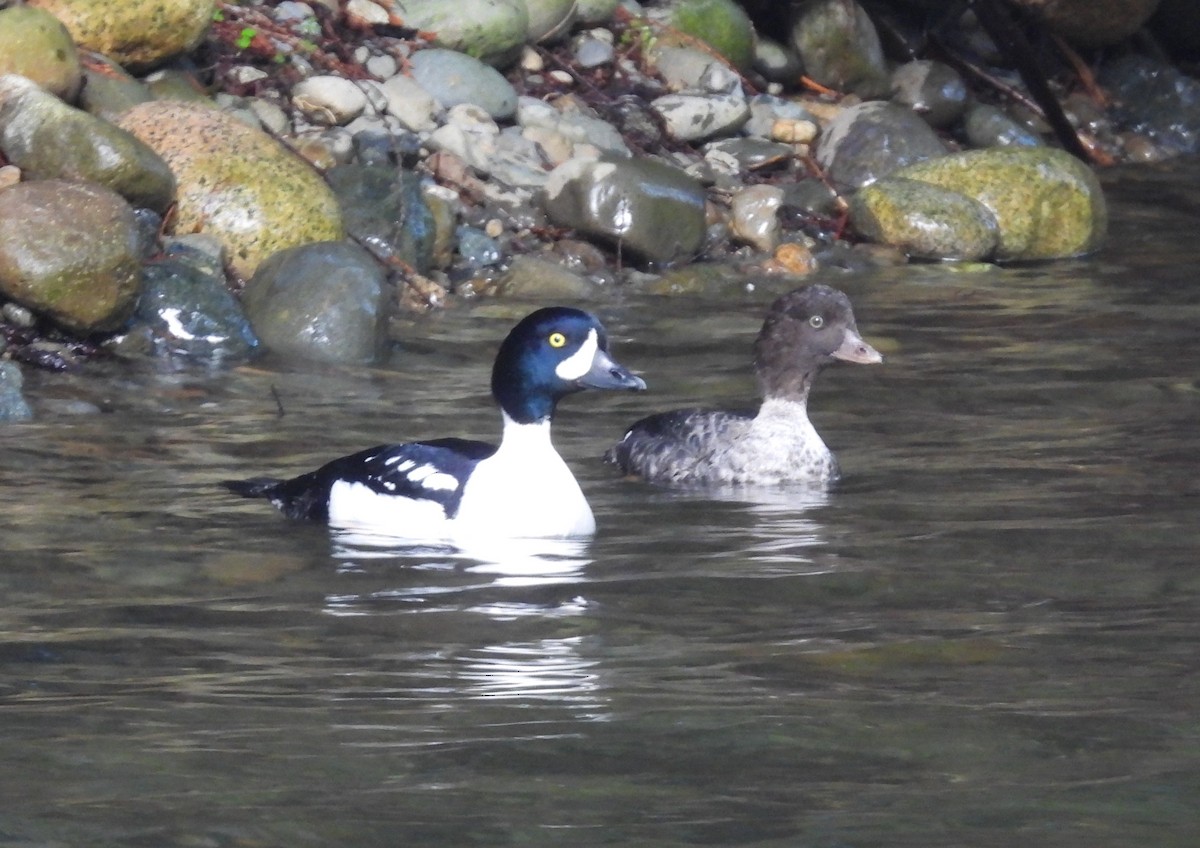 Murgilari islandiarra - ML647623101