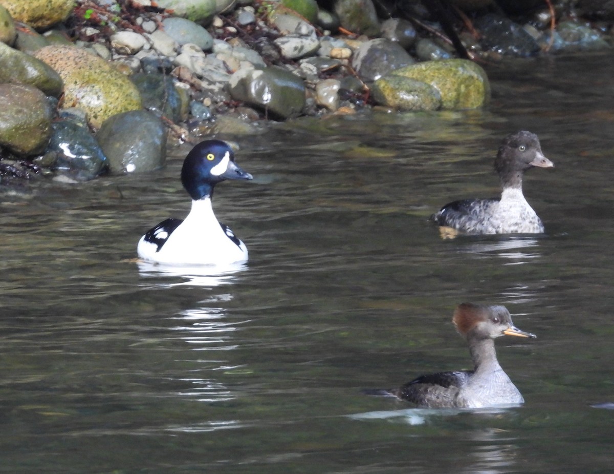 Murgilari islandiarra - ML647623118