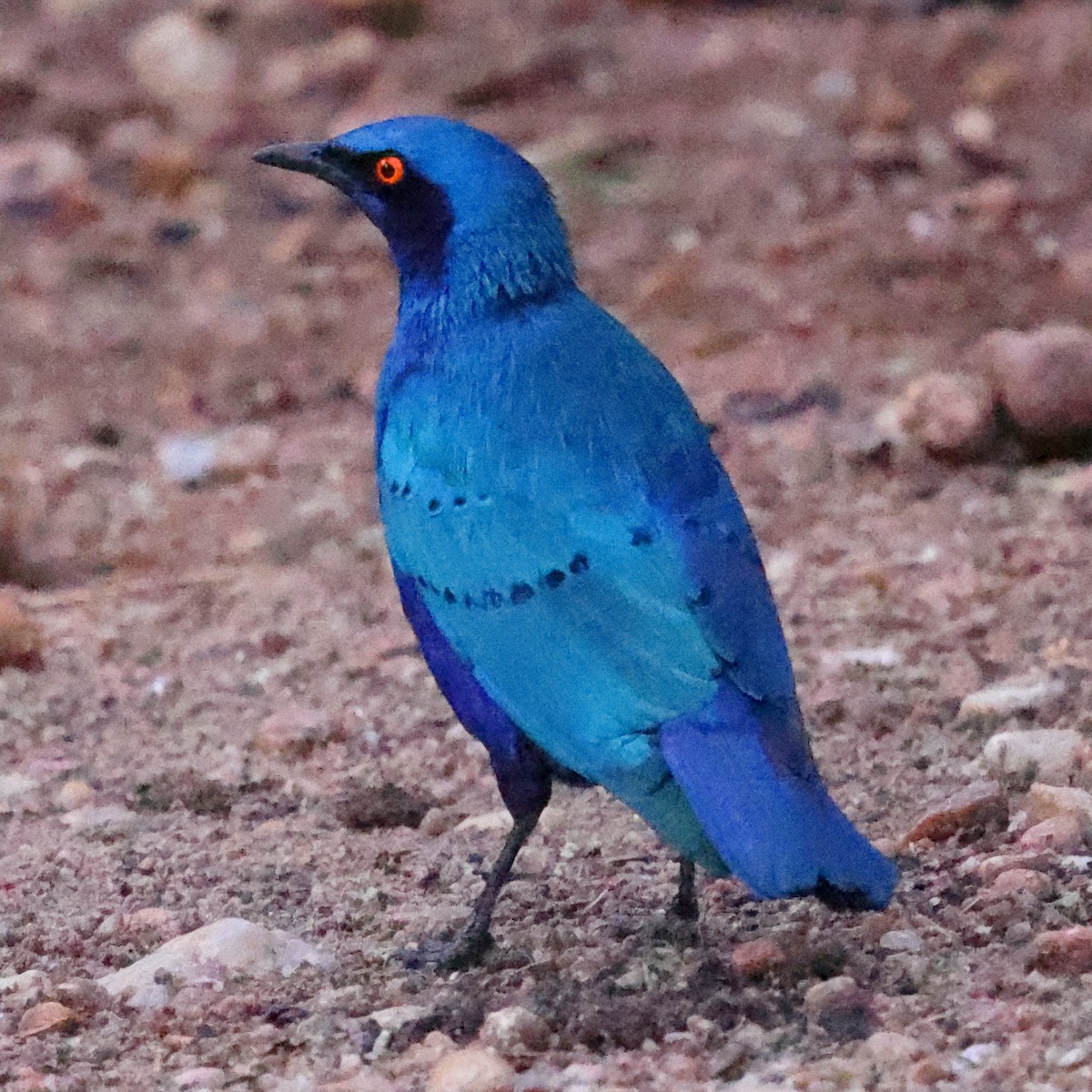 leskoptev kovová - ML647623121