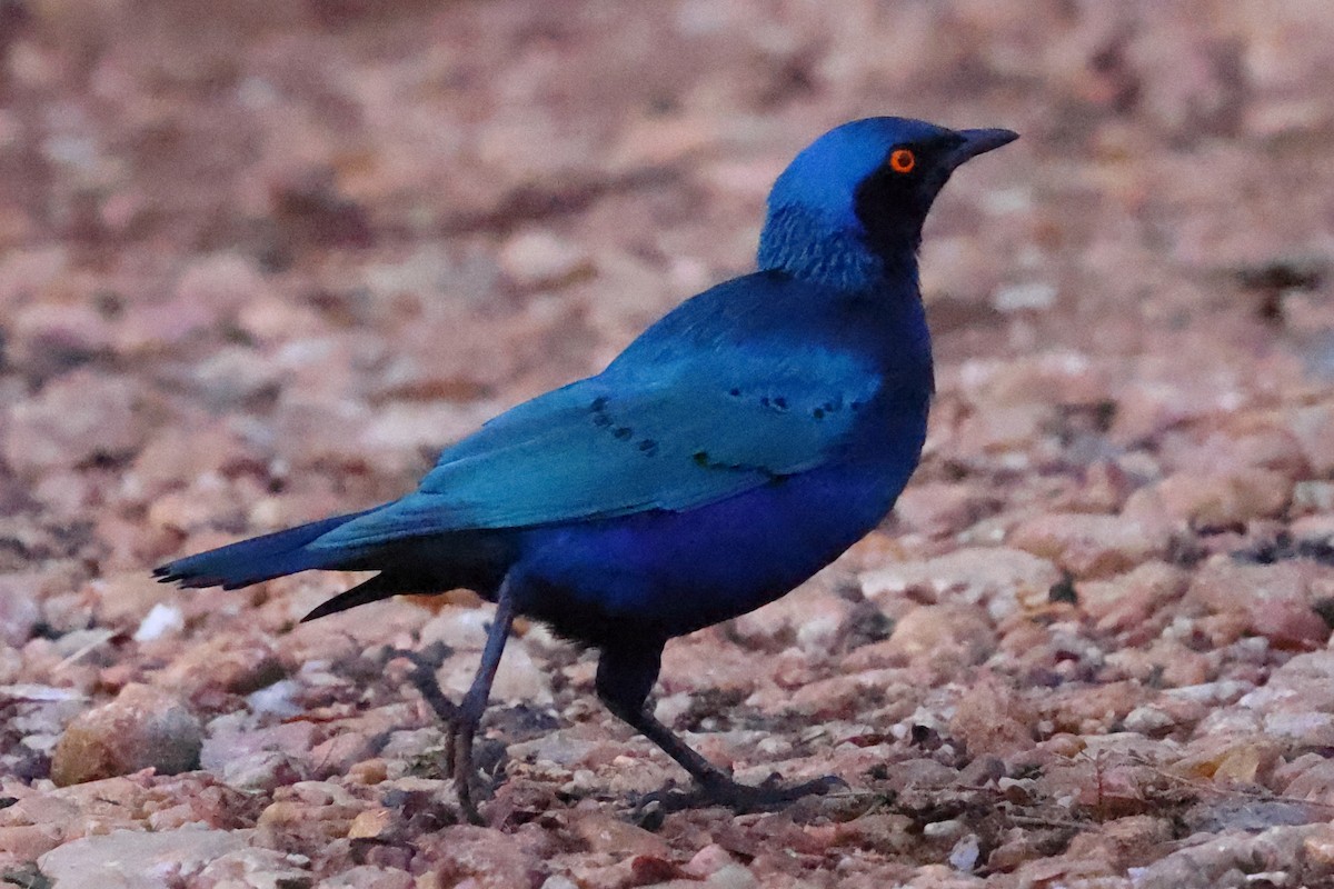 leskoptev kovová - ML647623122