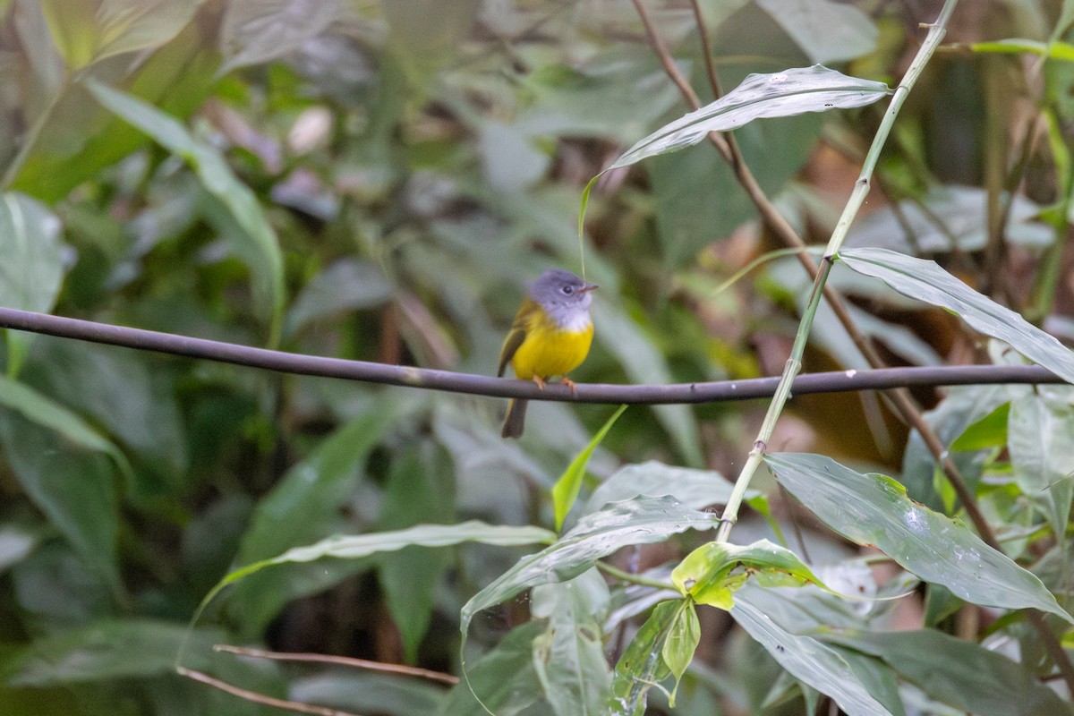 Gray-headed Canary-Flycatcher - ML647623166