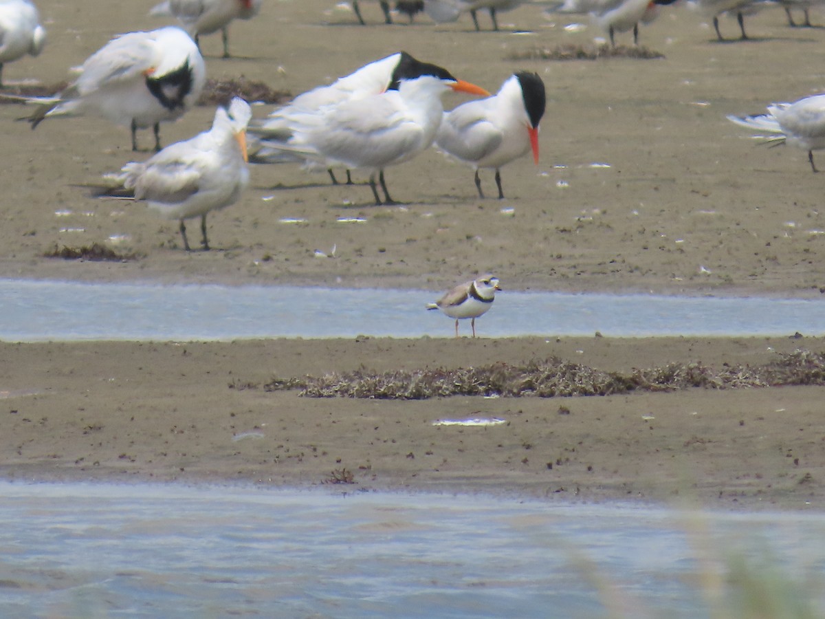 Islıkçı Cılıbıt - ML647623171