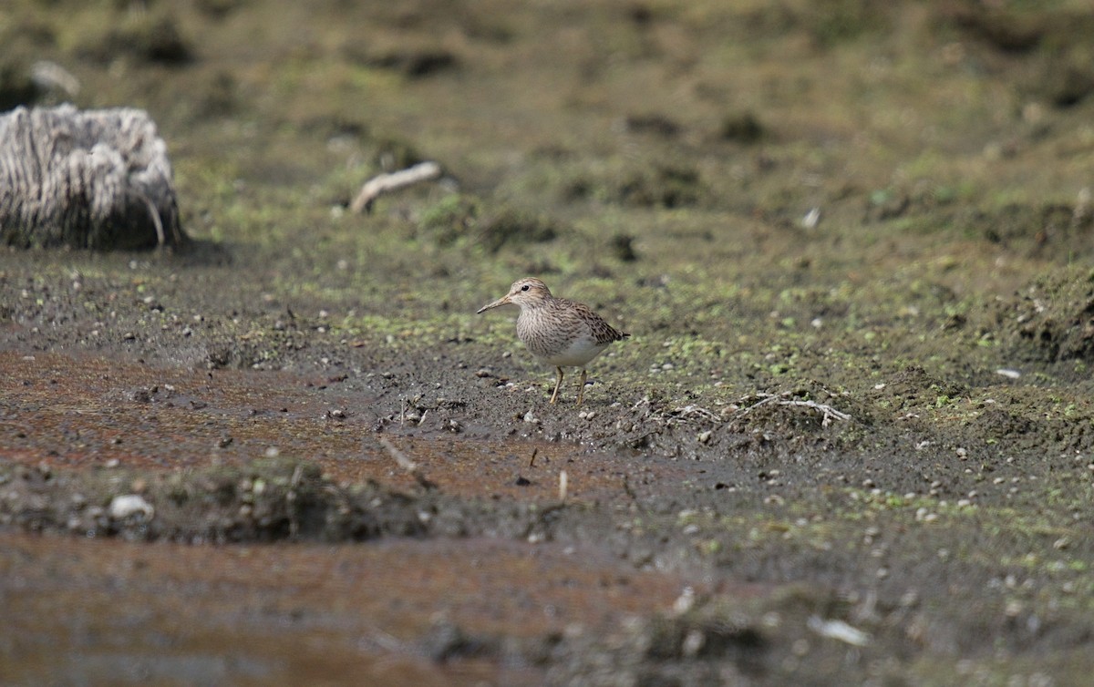Pectoral Sandpiper - ML647623178