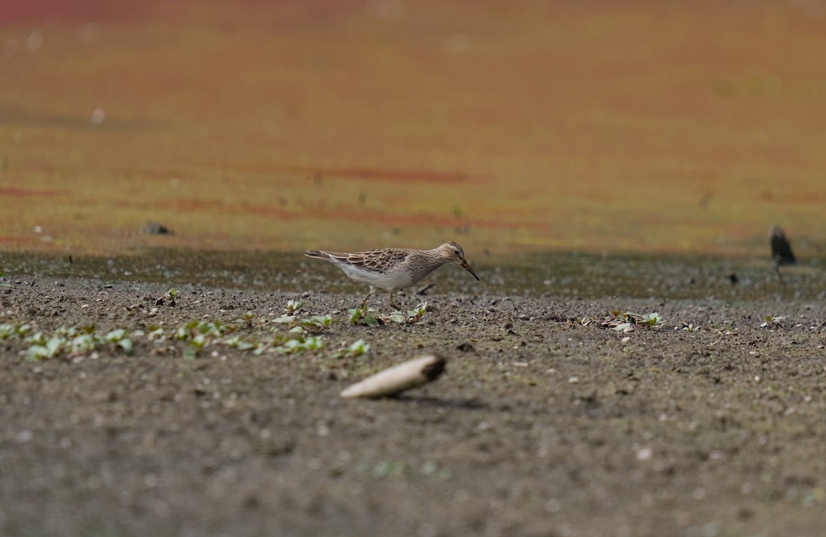Pectoral Sandpiper - ML647623179
