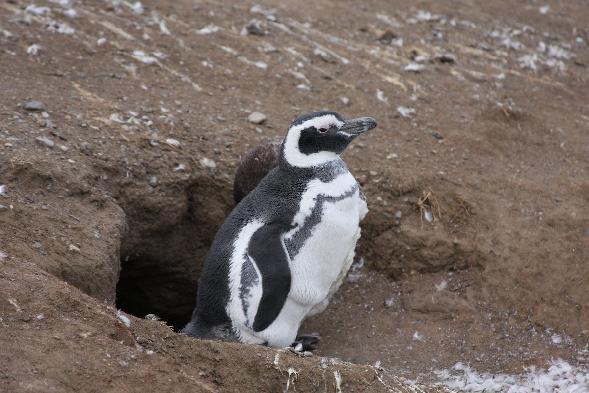 Magellanic Penguin - ML647623181