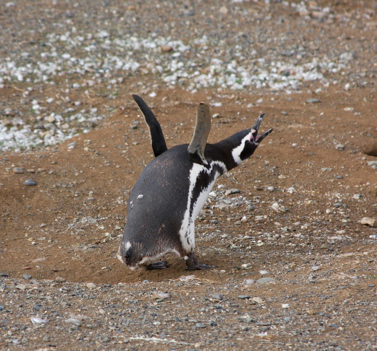 Magellanic Penguin - ML647623203