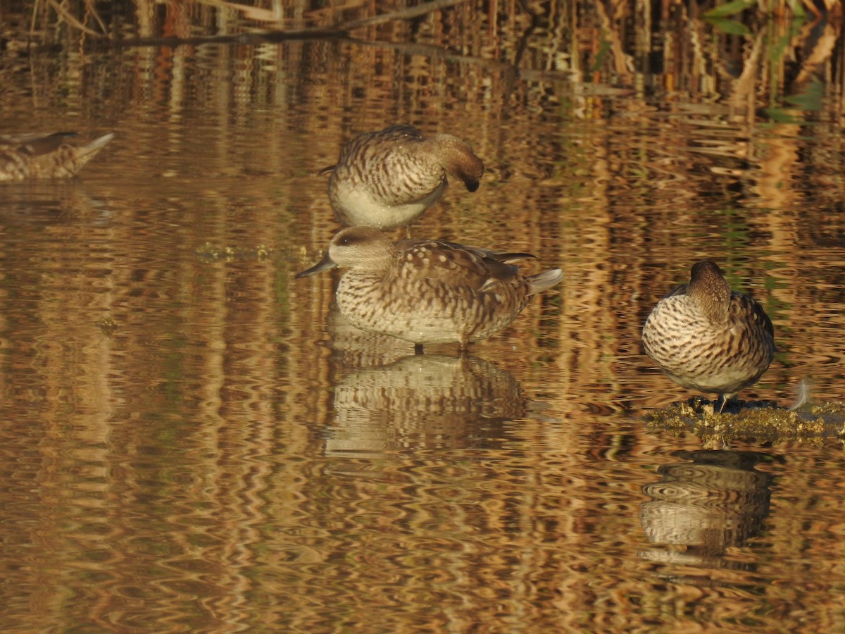 Marbled Duck - ML647623214