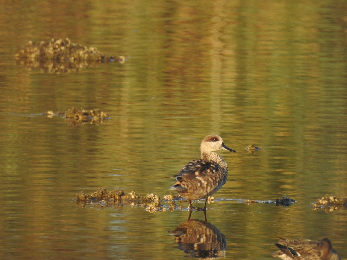Marbled Duck - ML647623215
