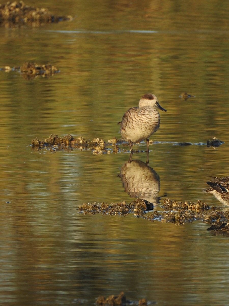 Marbled Duck - ML647623216