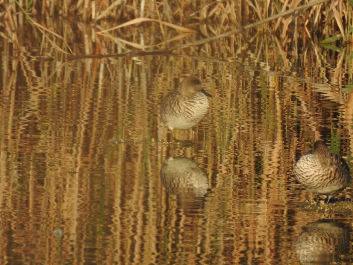 Marbled Duck - ML647623217