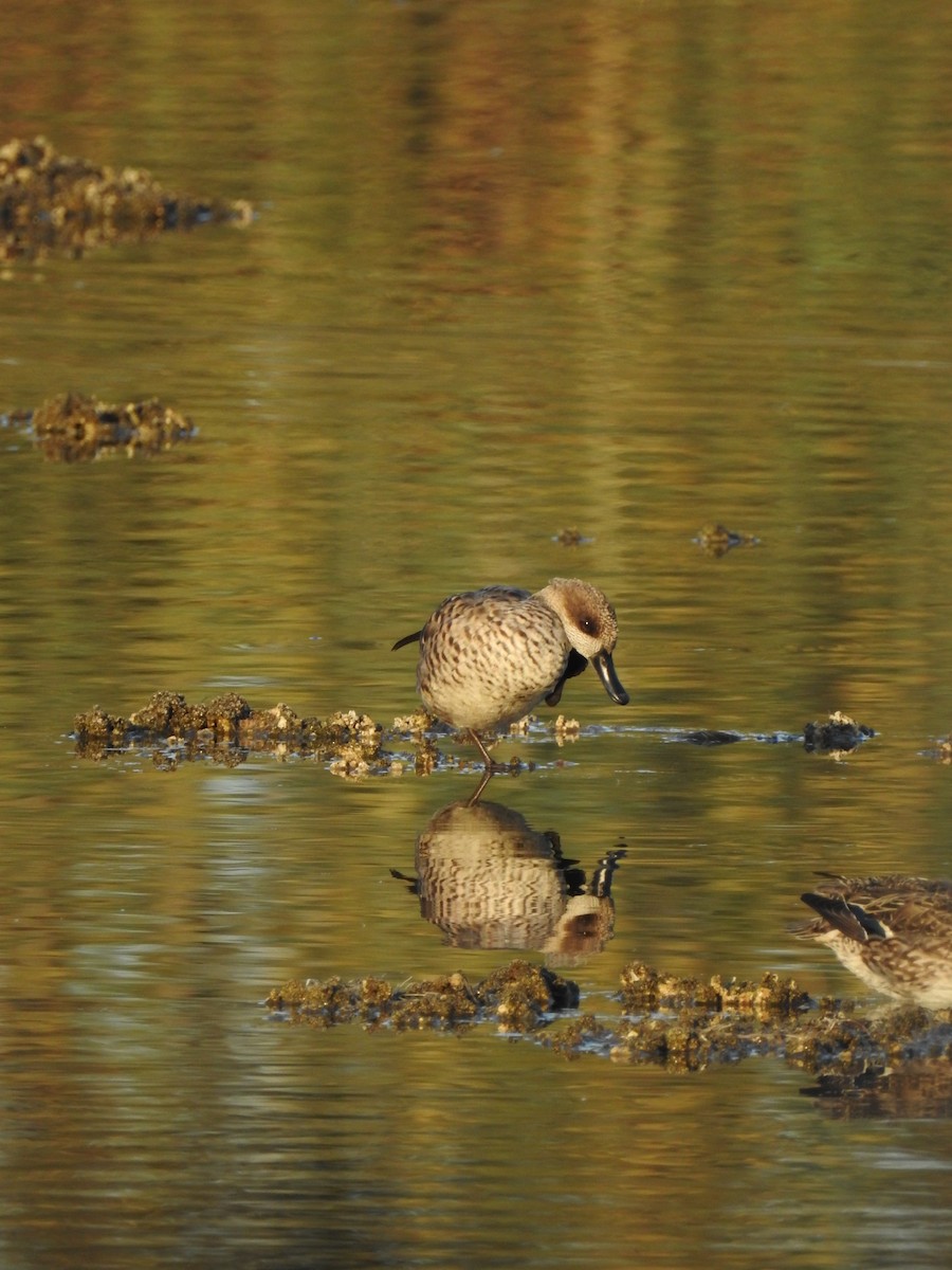 Marbled Duck - ML647623218