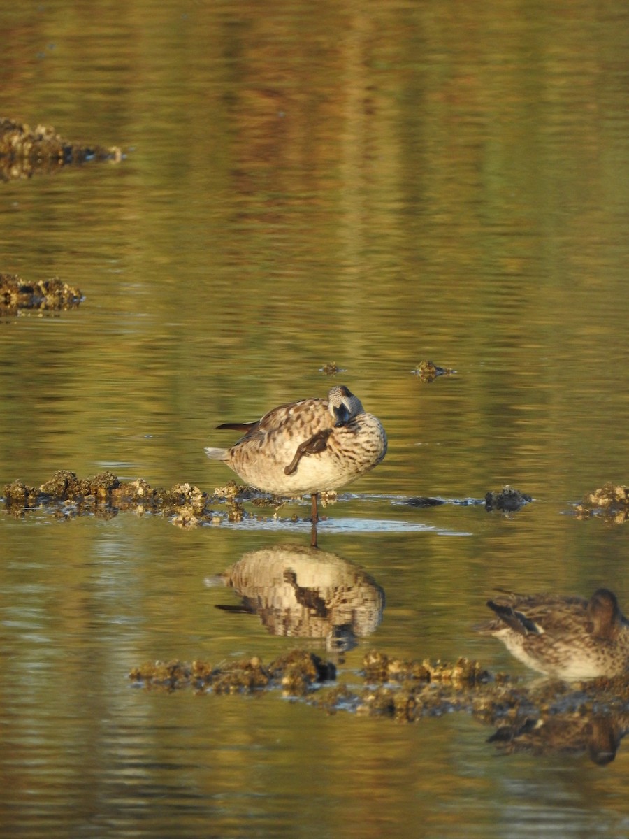 Marbled Duck - ML647623219