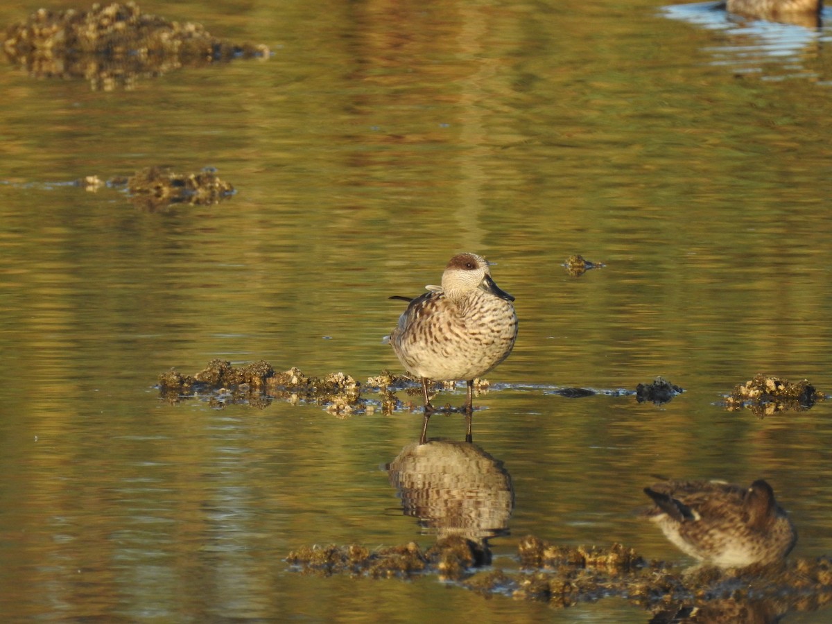 Marbled Duck - ML647623220