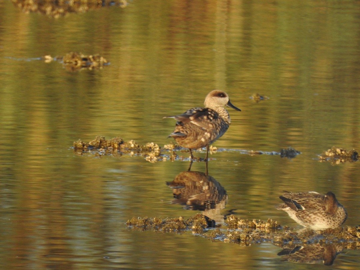 Marbled Duck - ML647623221