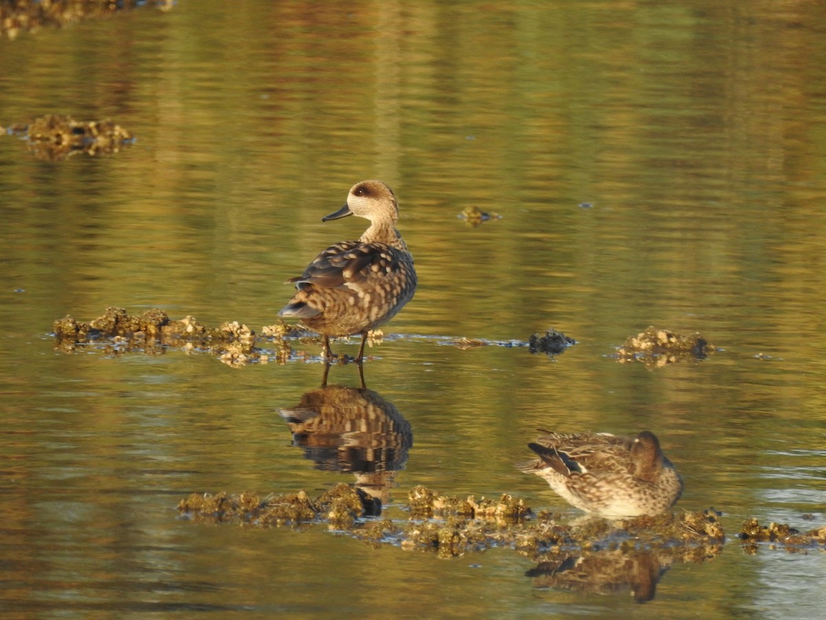 Marbled Duck - ML647623222