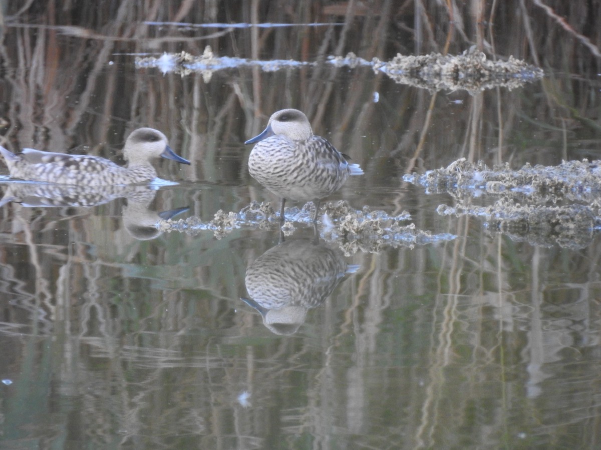 Marbled Duck - ML647623223