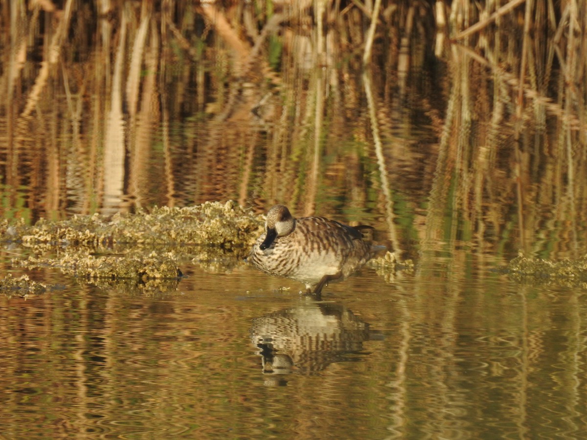 Marbled Duck - ML647623224