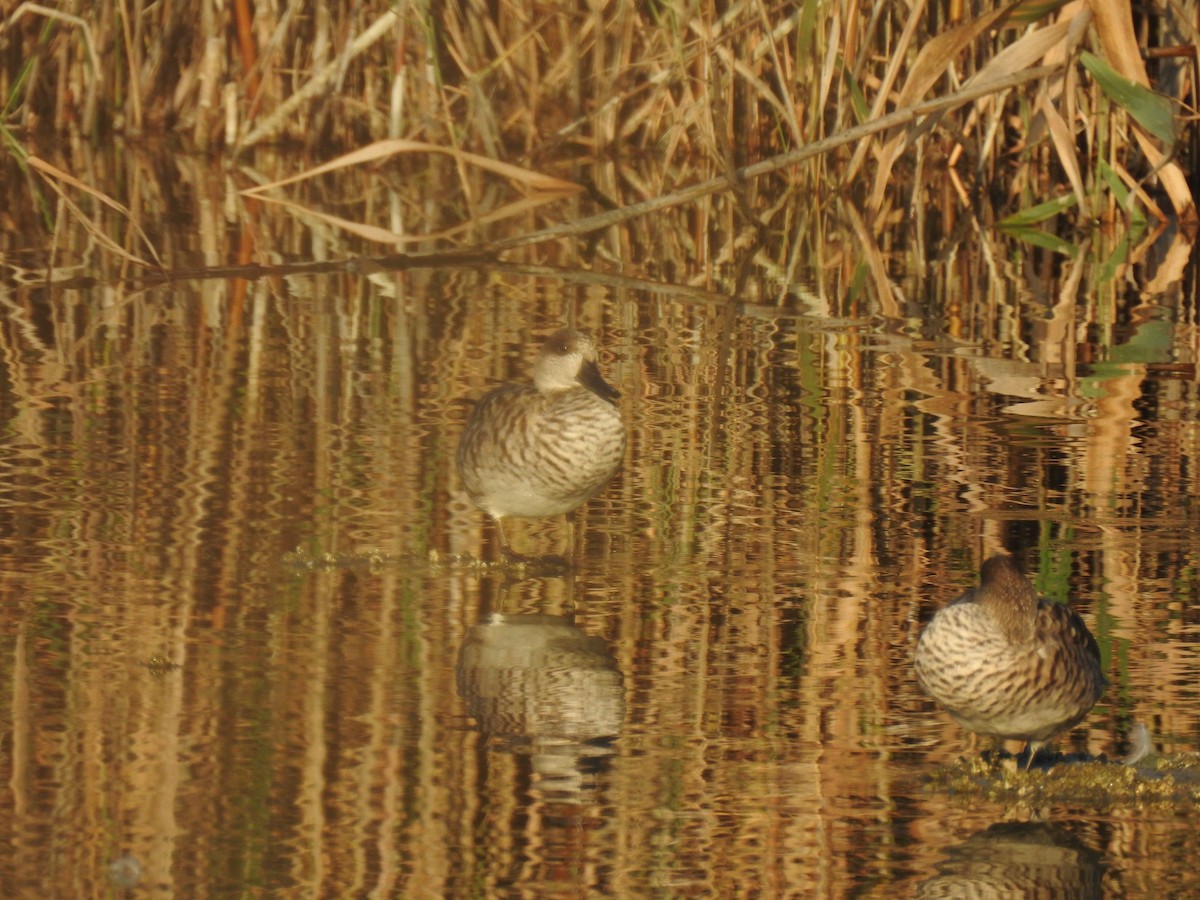 Marbled Duck - ML647623225