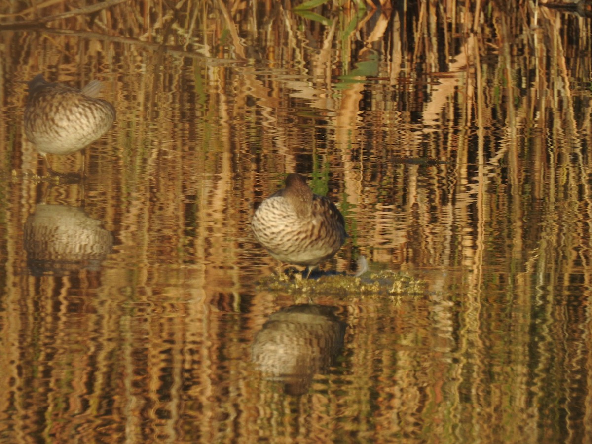 Marbled Duck - ML647623226