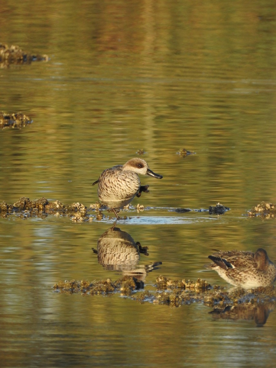 Marbled Duck - ML647623227