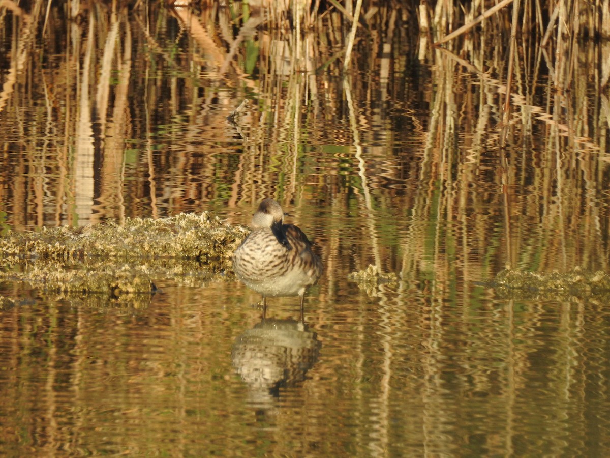 Marbled Duck - ML647623228