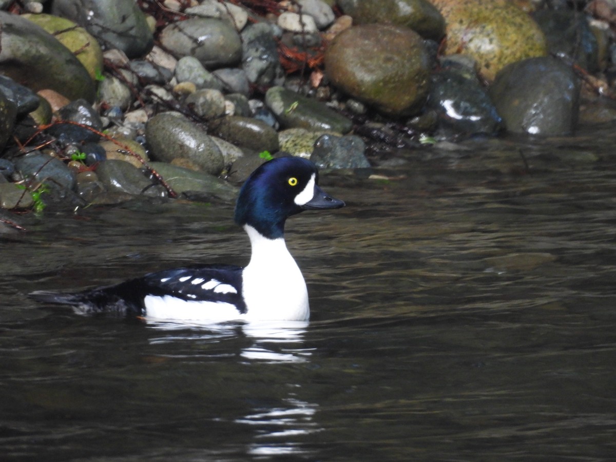 Murgilari islandiarra - ML647623298